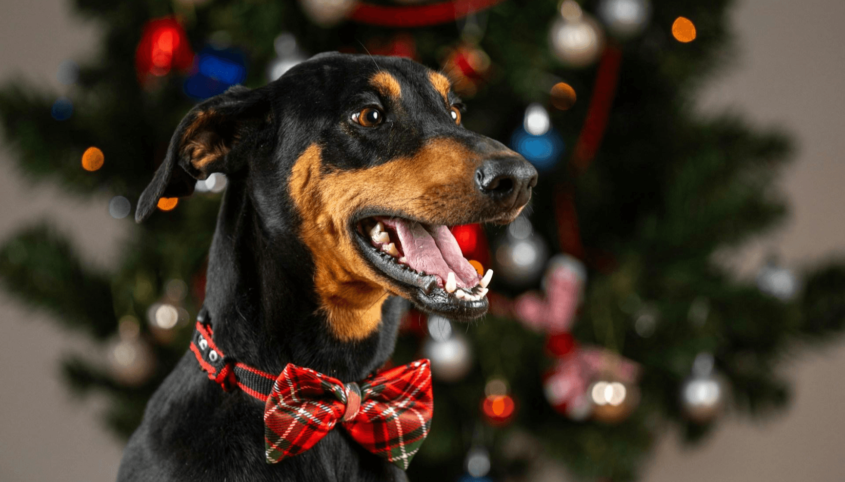 coworking christmas party